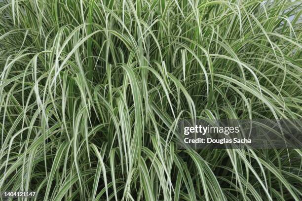 ornamental grass - full frame - sedge stock pictures, royalty-free photos & images