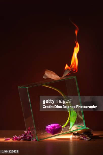 unsent letters burning, glass case with trapped tulip, grief and anxiety concept - fiori appassiti foto e immagini stock