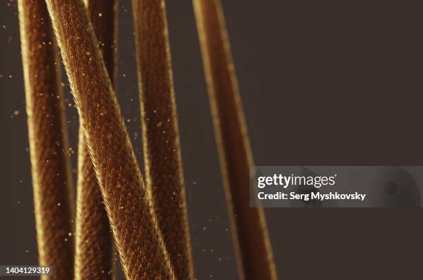 close-up of a human hair cuticle under a microscope. 3d render illustration. - cutícula fotografías e imágenes de stock