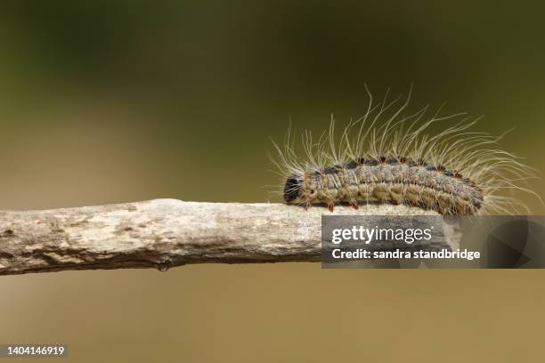 an oak processionary moth caterpillar, thaumetopoea processionea, walking along a twig in woodland. - papillon de nuit photos et images de collection