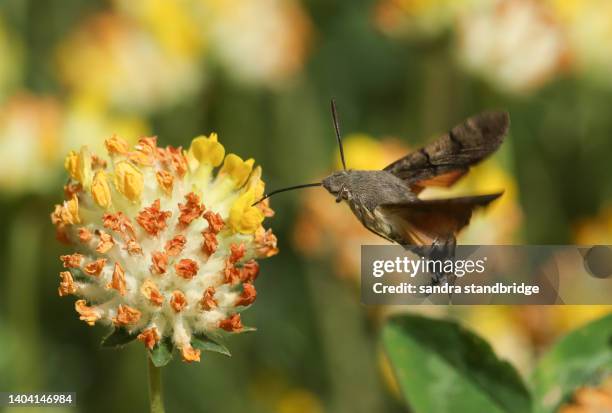 a hovering hummingbird hawk-moth, macroglossum stellatarum, nectaring on wild kidney vetch flowers on the edge of a costal cliff. - 吻 ストックフォトと画像