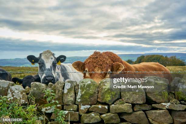 a bull and dairy cow. yorkshire england uk - off the beaten path englische redewendung stock-fotos und bilder