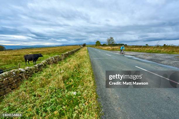 a cyclist and a cow on a road in the yorkshire countryside england uk - off the beaten path englische redewendung stock-fotos und bilder