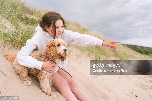 young girl at the beach - cockapoo 個照片及圖片檔