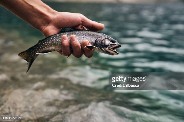 freshwater fishing, catching arctic char (salvelinus alpinus) in italian alps lake - brook trout stock pictures, royalty-free photos & images