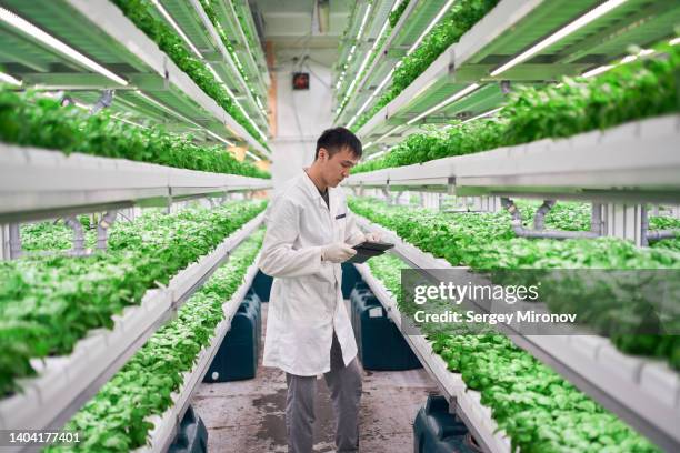 young asian worker in modern technology vertical farm - hidropónica fotografías e imágenes de stock