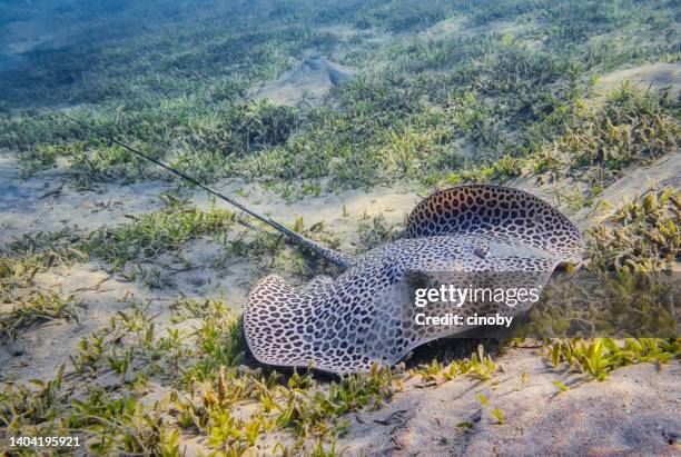 reticulate whipray or honeycomb stingray (himantura uarnak) in red sea - marsa alam - egypt - stingray stock pictures, royalty-free photos & images