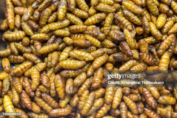 fried silkworms are popular snacks in southeast asia and new source of protein. - silkworm cocoon stock pictures, royalty-free photos & images