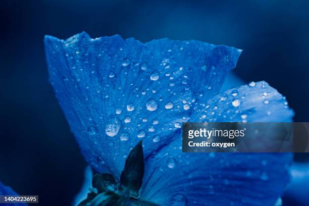 abstract macro dew drop water on blue petal pansies flower on blue background - s rain or shine stockfoto's en -beelden