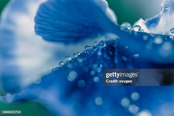 abstract macro dew drop water on blue petal pansies flower on blue background - fine art painting stock pictures, royalty-free photos & images