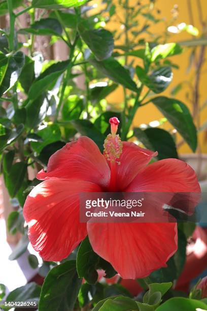 close-up of hibiscus flower in the garden - flower part fotografías e imágenes de stock