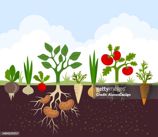 vegetable garden banner. organic and healthy food. poster with root veggies. - crop stock illustrations