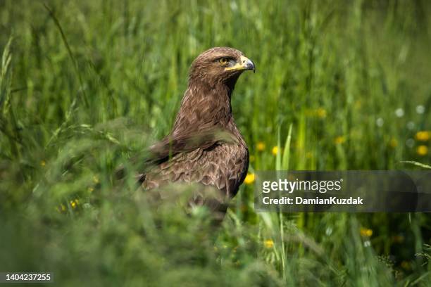 lesser spotted eagle (clanga pomarina) - lesser spotted eagle stock pictures, royalty-free photos & images