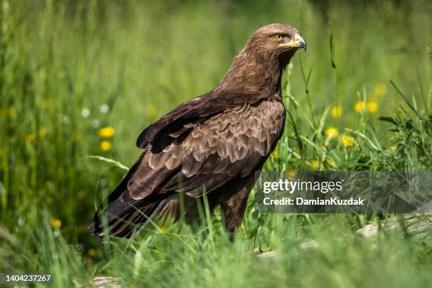 lesser spotted eagle (clanga pomarina) - lesser spotted eagle stock pictures, royalty-free photos & images