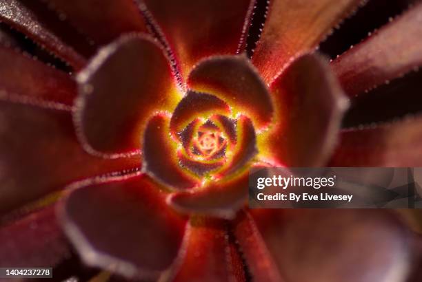 aeonium plant - maroon flowers stock pictures, royalty-free photos & images