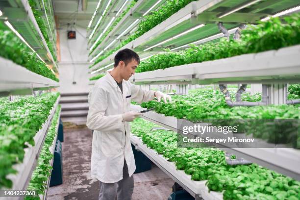 man in vertical farm - hydroponic stock pictures, royalty-free photos & images