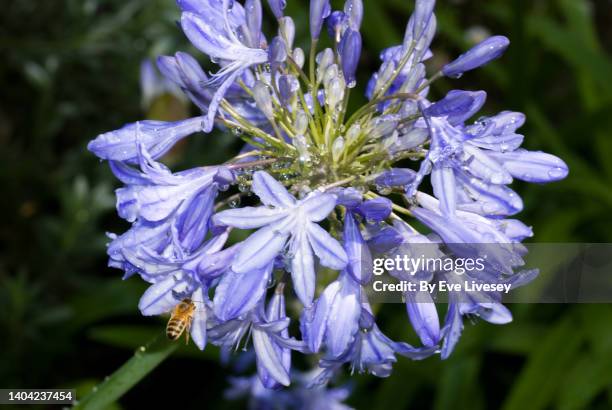 agapanthus flower - afrikas blå lilja bildbanksfoton och bilder