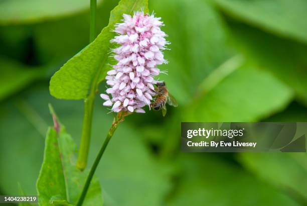 persicaria bistorta flower - polygonum persicaria stock pictures, royalty-free photos & images