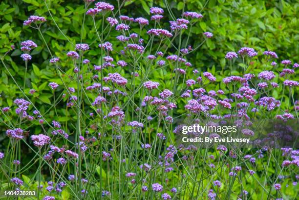 verbena bonariensis flowers - verbenaceae - fotografias e filmes do acervo