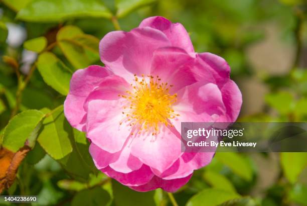 rosa rubiginosa - wild rose stock pictures, royalty-free photos & images