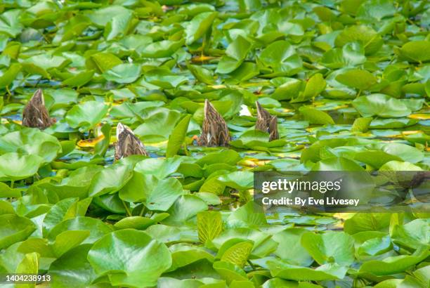 mallard ducks - beak foto e immagini stock