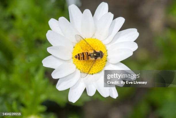 hoverfly on a daisy - hoverfly stock pictures, royalty-free photos & images