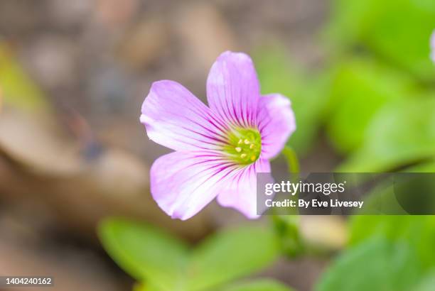 oxalis flower - acederilla fotografías e imágenes de stock