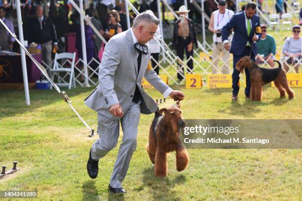 Airedale Terriers compete in the Toy, Terrier, and Non-Sporting dogs breed judging event during the annual Westminster Kennel Club dog show at the...