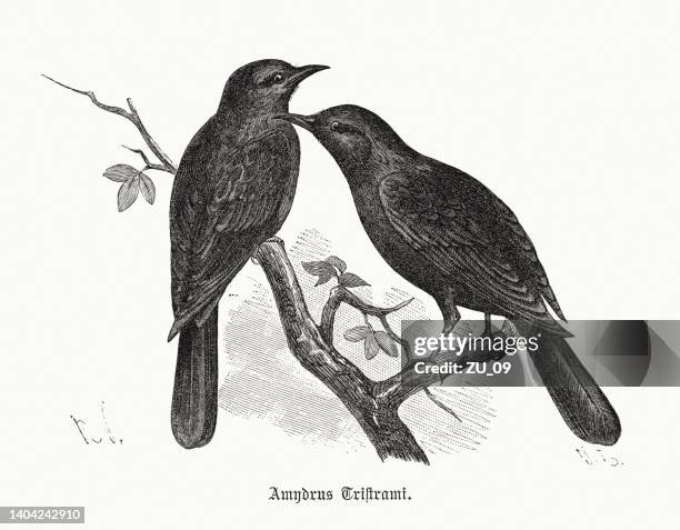 tristram's starling (onychognathus tristramii), wood engraving, published in 1891 - zoology stock illustrations