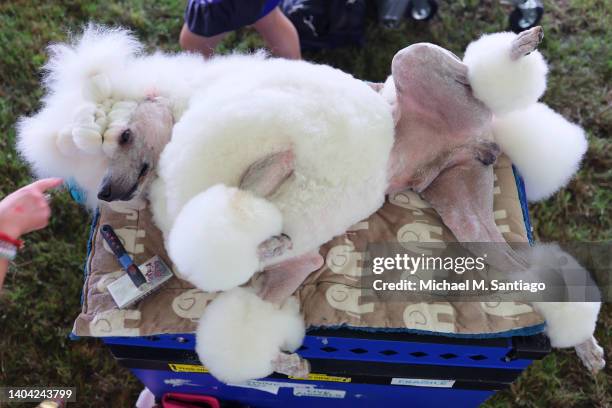 Daniel a Poodle lays on his back as he is being prepared during the annual Westminster Kennel Club dog show at the Lyndhurst Estate on June 21, 2022...