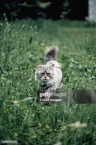 cute fluffy gray cat walking on meadow green grass background - cat walking stock pictures, royalty-free photos & images