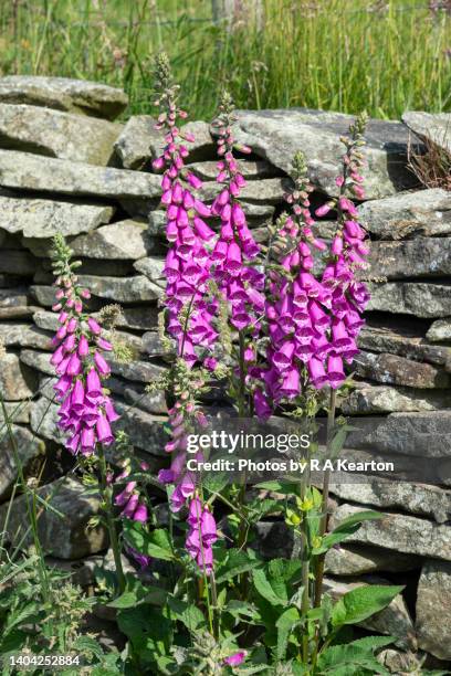 wild foxgloves beside an old drystone wall in the english countryside - foxglove stock pictures, royalty-free photos & images