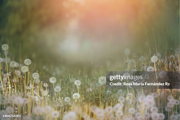 springtime meadow at sunset. - pollen air stock pictures, royalty-free photos & images