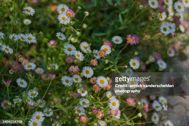 bellis perennis and purple daisy - ヒナギク ストックフォトと画像