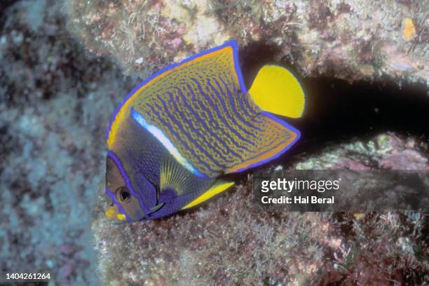 king angelfish in juvenile form - kaiserfisch stock-fotos und bilder