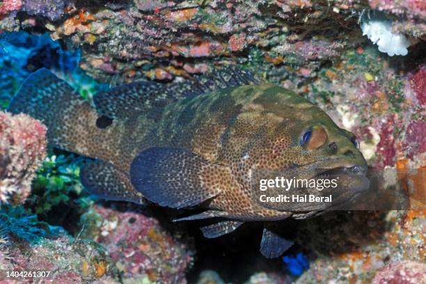 camouflage grouper - mérou photos et images de collection