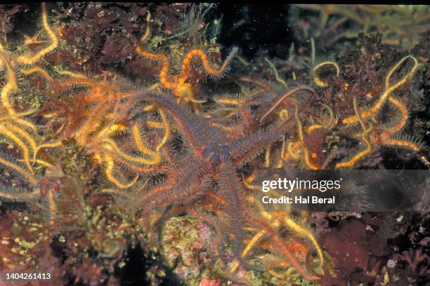 sea star with spiny brittle stars - ophiotrix spiculata fotografías e imágenes de stock