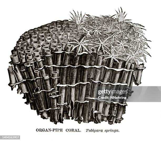 woodcut of organ pipe coral, tubipora syringa - organ pipe coral stock illustrations