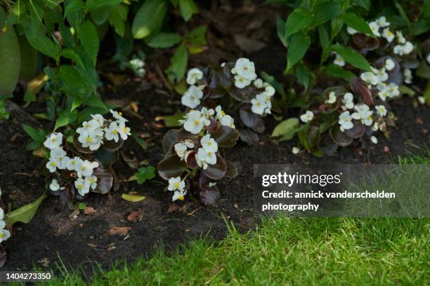 begonia cucullata - wax begonia stock pictures, royalty-free photos & images