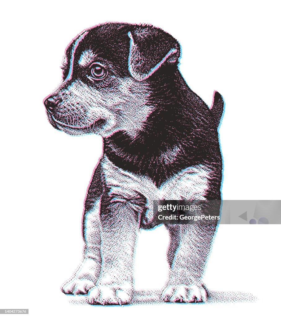 Beagle dog puppy hoping to be adopted