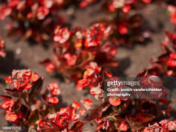 red wax begonia - wax begonia stock pictures, royalty-free photos & images