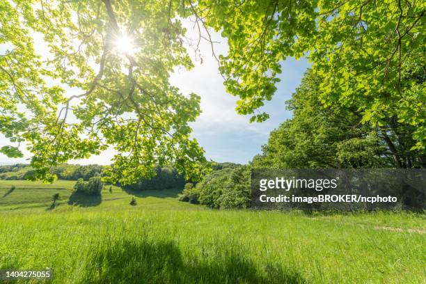 sunny green landscape of clearing in forest bodure in spring. kaiserstuhl, bade wurtemberg, germany - bade wurtemberg 個照片及圖片檔