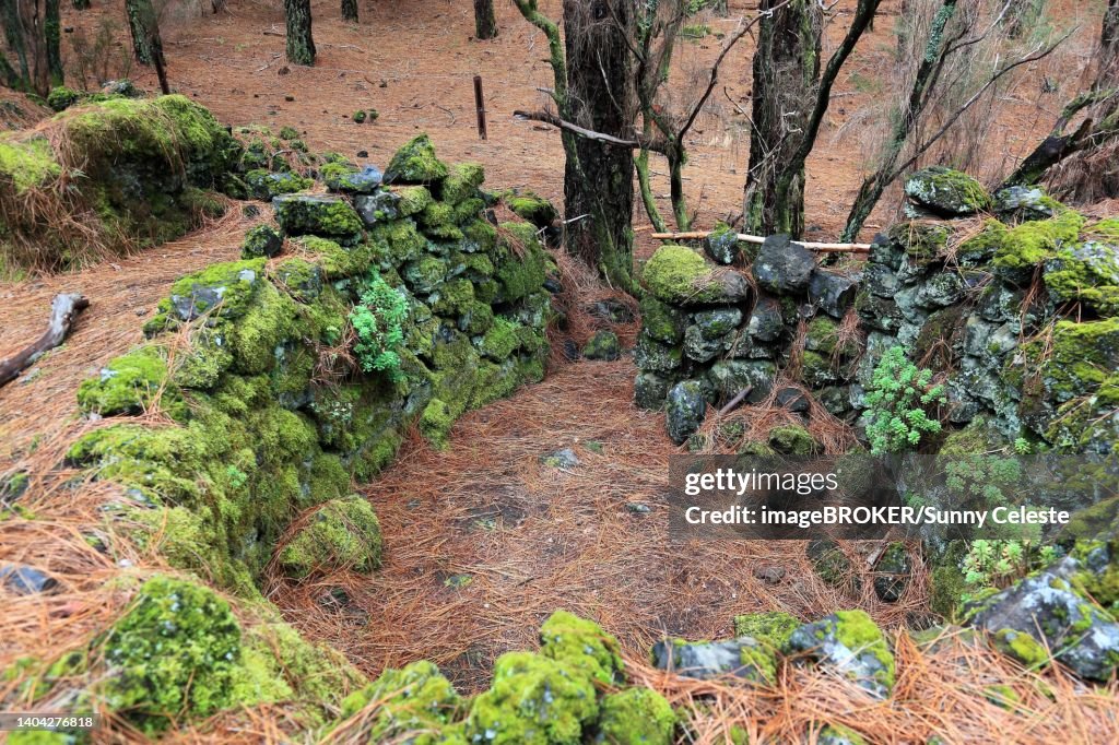 Landscape in the Refugio de El Pinar National Park, archaeological site, Lomo de las Casas and Los Corrales or Barranco de las Ovejas, La Palma, Canary Island, Spain