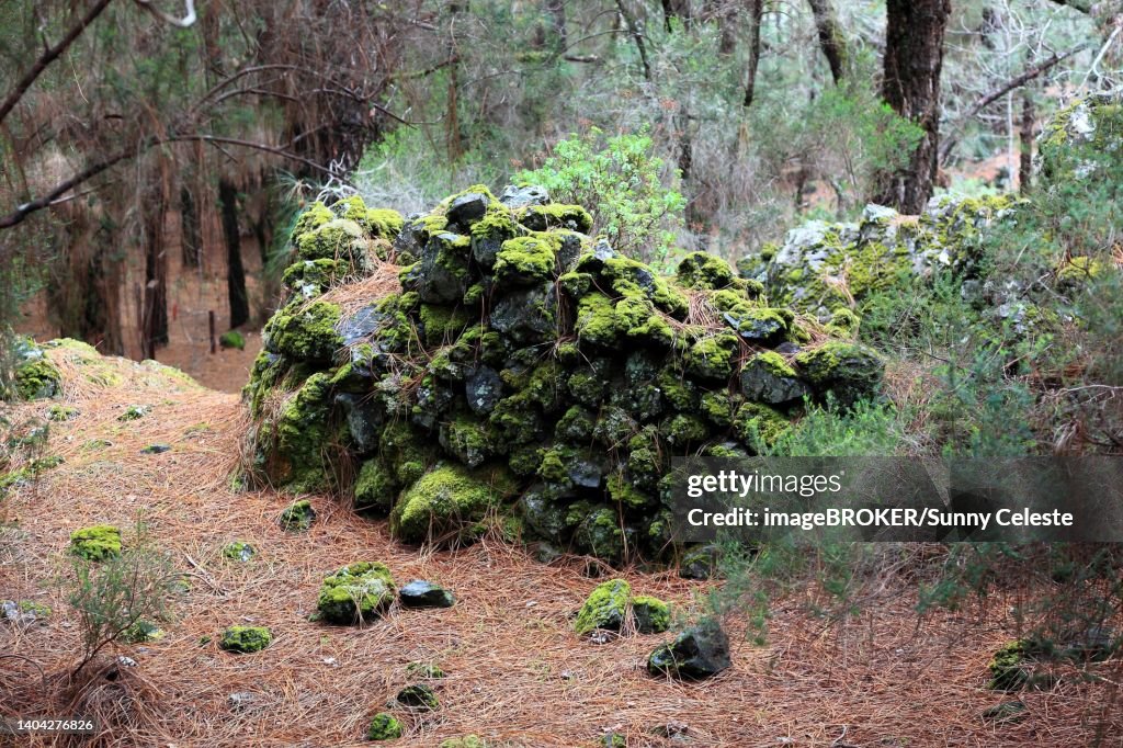 Landscape in the Refugio de El Pinar National Park, archaeological site, Lomo de las Casas and Los Corrales or Barranco de las Ovejas, La Palma, Canary Island, Spain