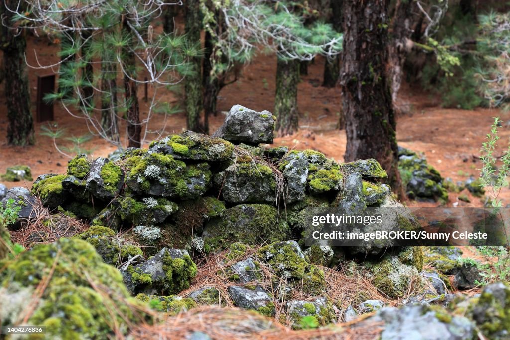 Landscape in the Refugio de El Pinar National Park, archaeological site, Lomo de las Casas and Los Corrales or Barranco de las Ovejas, La Palma, Canary Island, Spain