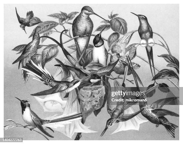 old chromolithograph illustration of hummingbirds - colibrí de pico espada fotografías e imágenes de stock
