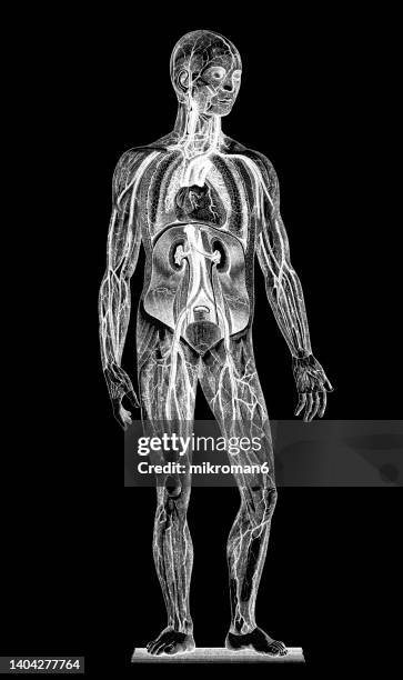 old chromolithograph illustration of the human bloodstream - modèle anatomique photos et images de collection