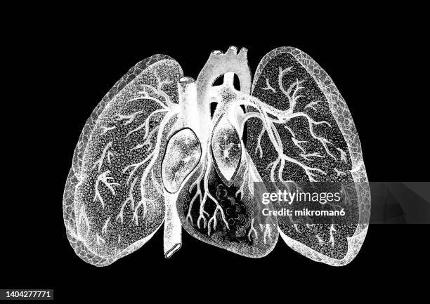 old chromolithograph illustration of the human bloodstream - pulmonary artery stock pictures, royalty-free photos & images