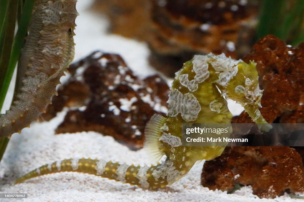 Lined Sea Horse