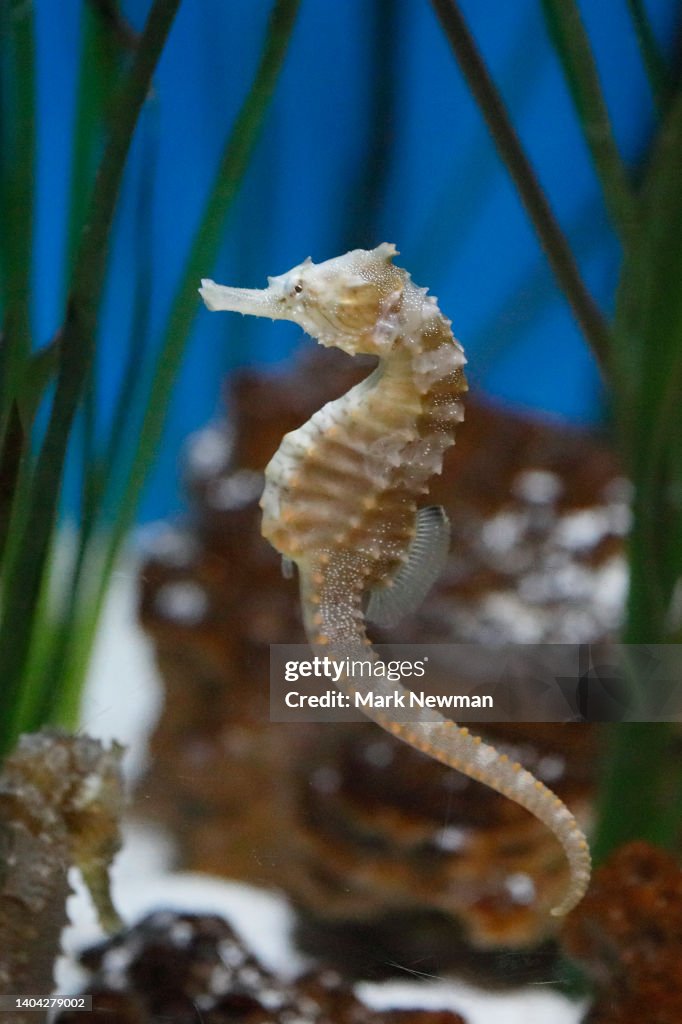 Lined Sea Horse